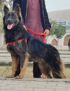 Belgium Shepherd Long coat full security guard male  9 months for sale