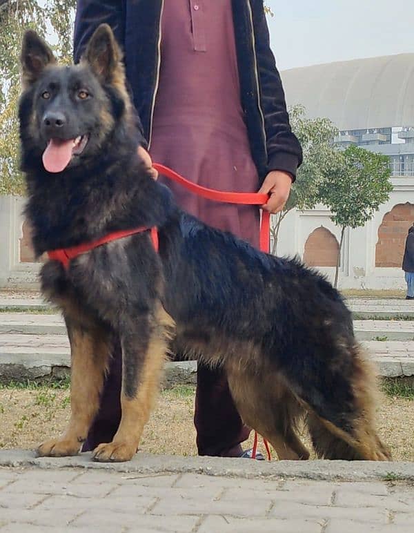 Belgium Shepherd Long coat full security guard male  9 months for sale 0