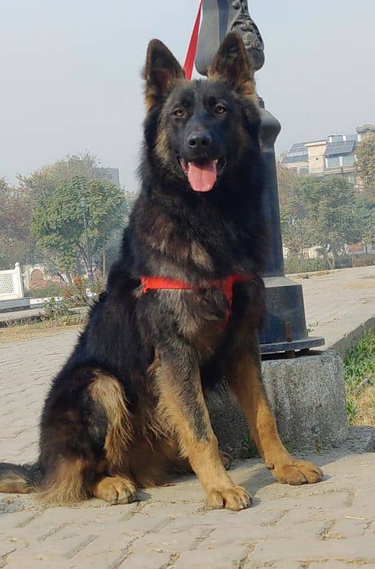 Belgium Shepherd Long coat full security guard male  9 months for sale 1