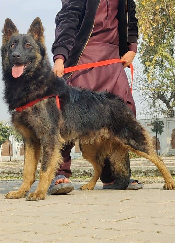 Belgium Shepherd Long coat full security guard male  9 months for sale 2