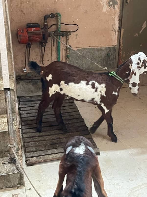 bakra /bakri / path/nagra / pair of goats 2