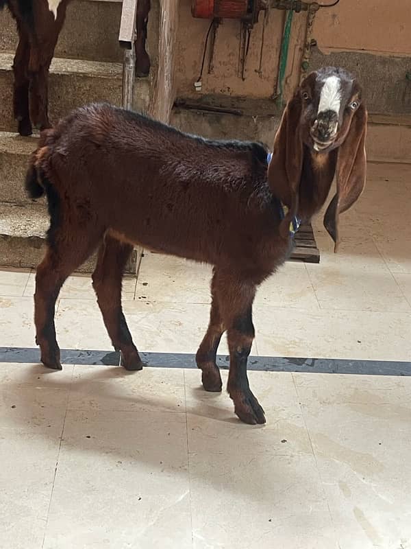 bakra /bakri / path/nagra / pair of goats 3