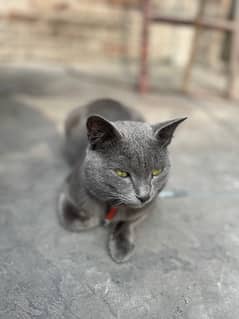 Russian blue