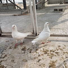 Full White King Pigeon Pair For Sale