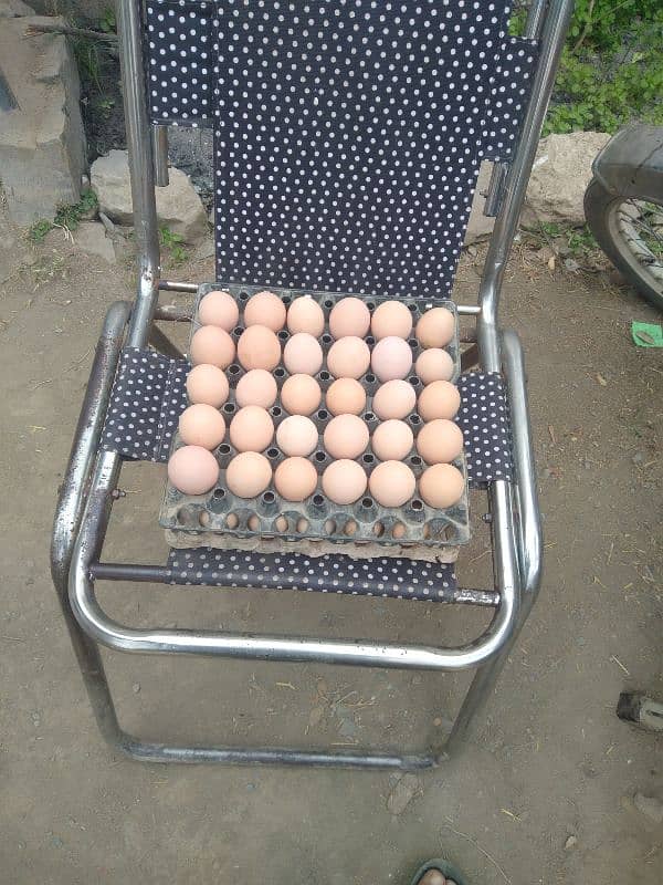 fertile eggs for sale 1