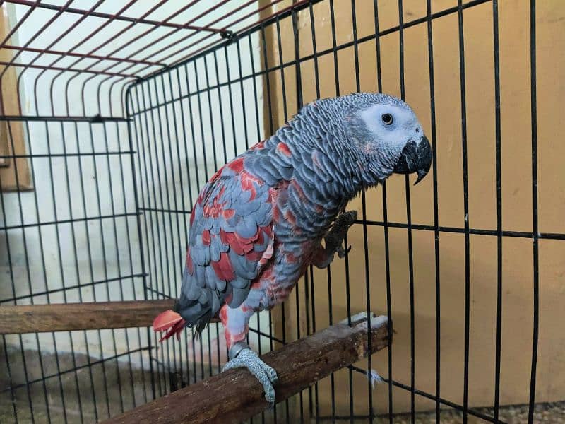 Pair African Grey Parrot 0