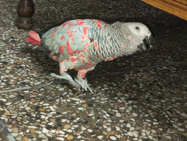 Pair African Grey Parrot 1