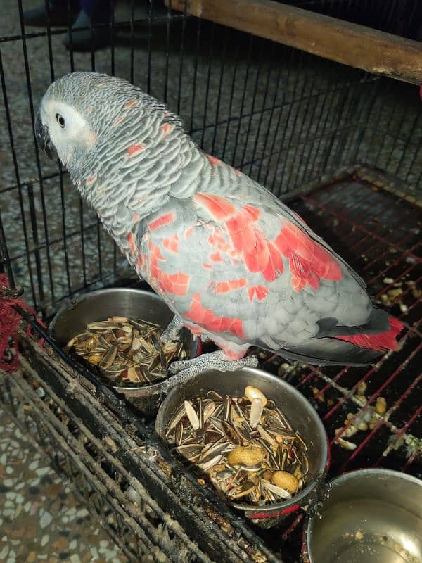 Pair African Grey Parrot 2