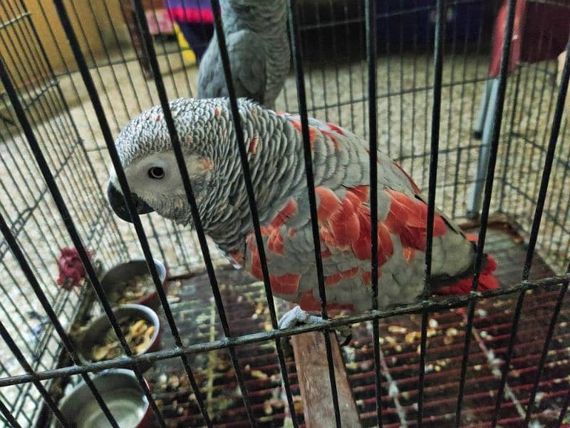 Pair African Grey Parrot 3