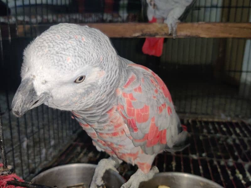 Pair African Grey Parrot 4