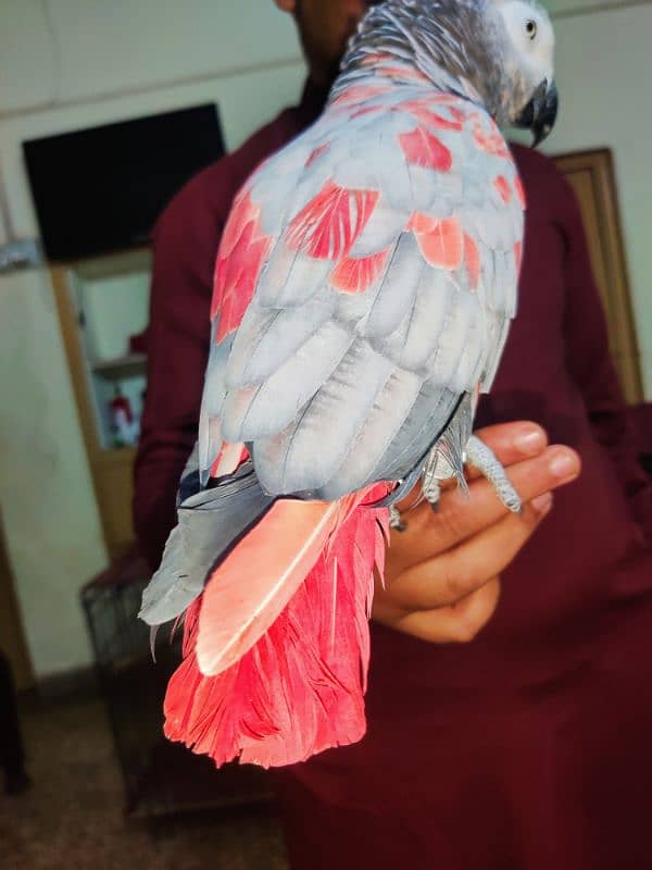 Pair African Grey Parrot 5