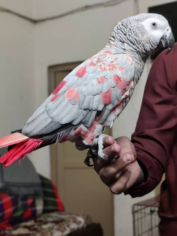 Pair African Grey Parrot 6