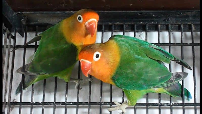 love birds parrots Albino blue green Latino and cages 3