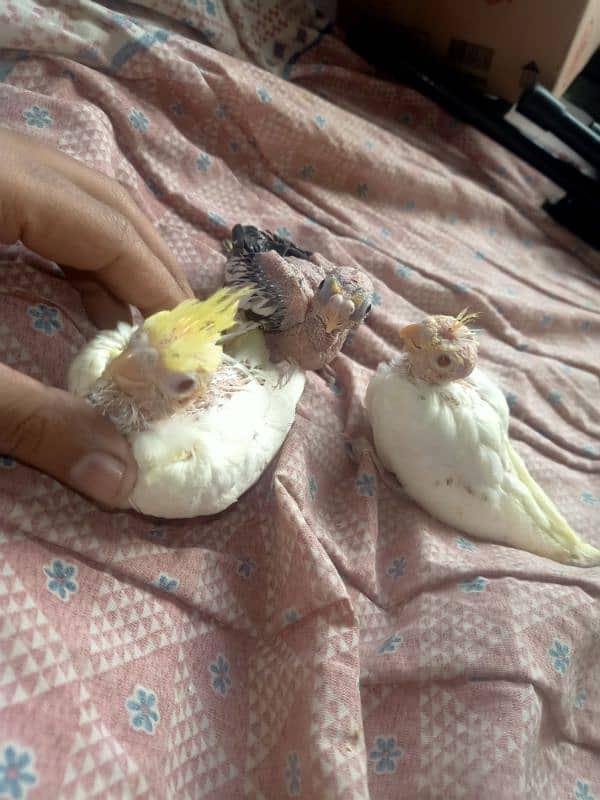 3 pieces of cocktails chicks for sale 0