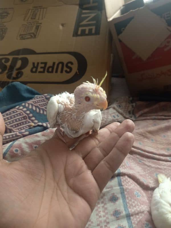 3 pieces of cocktails chicks for sale 1