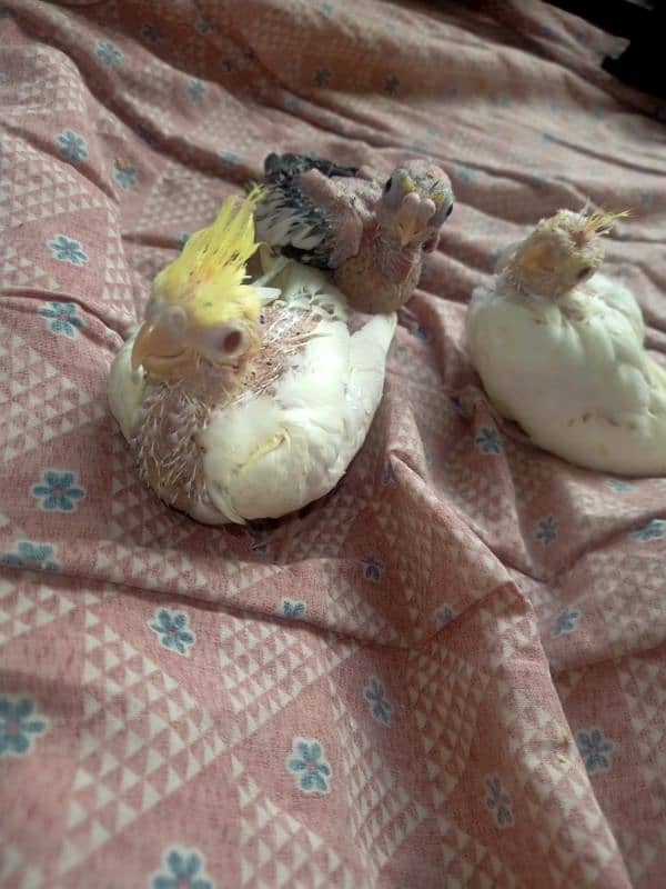 3 pieces of cocktails chicks for sale 2