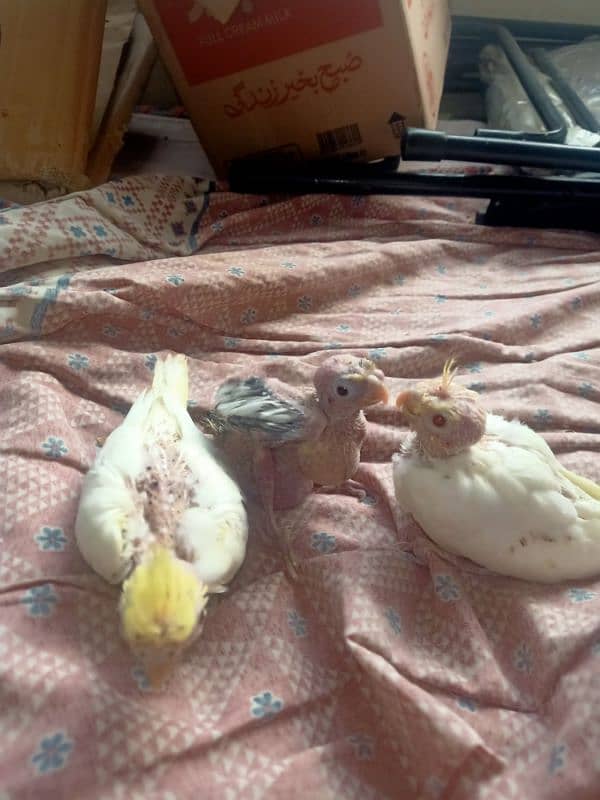 3 pieces of cocktails chicks for sale 6