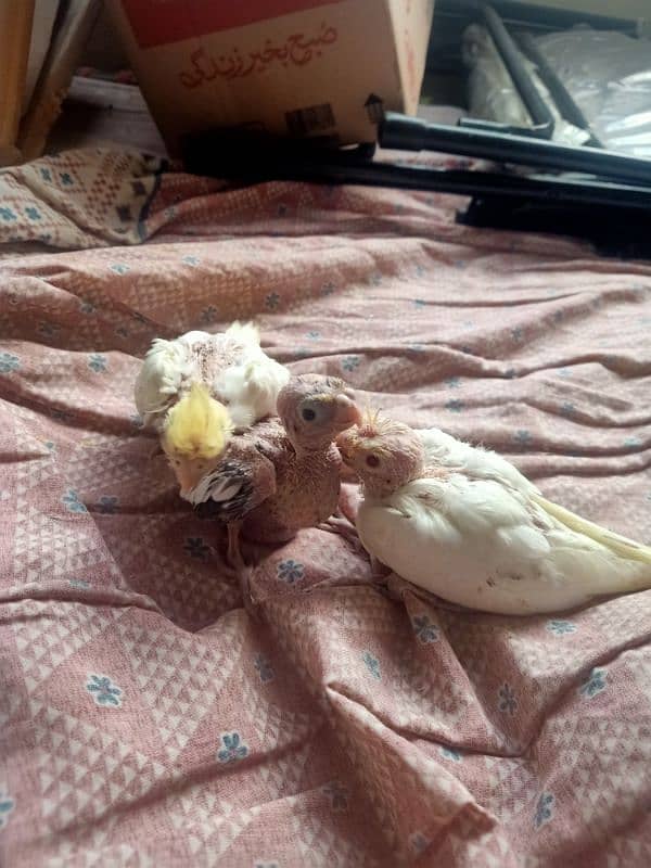 3 pieces of cocktails chicks for sale 7