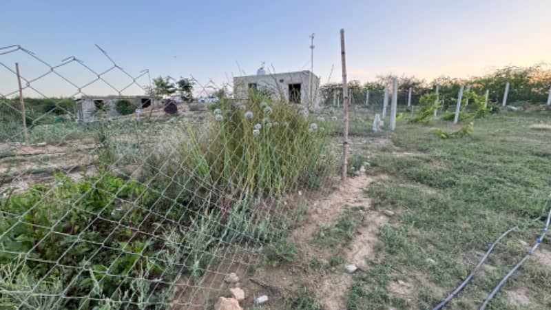 Olive Farm House Land For Sale Chakwal 11