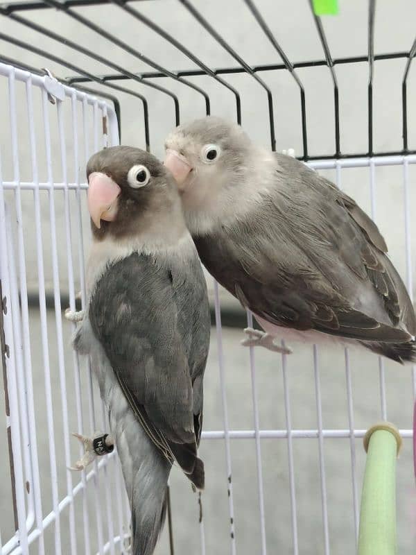 love birds parrots Albino blue green Latino and cages 4