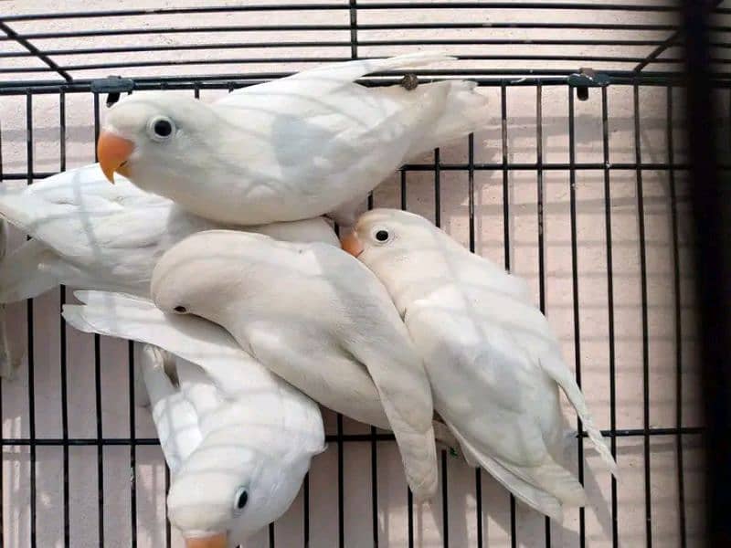 love birds parrots Albino blue green Latino and cages 5