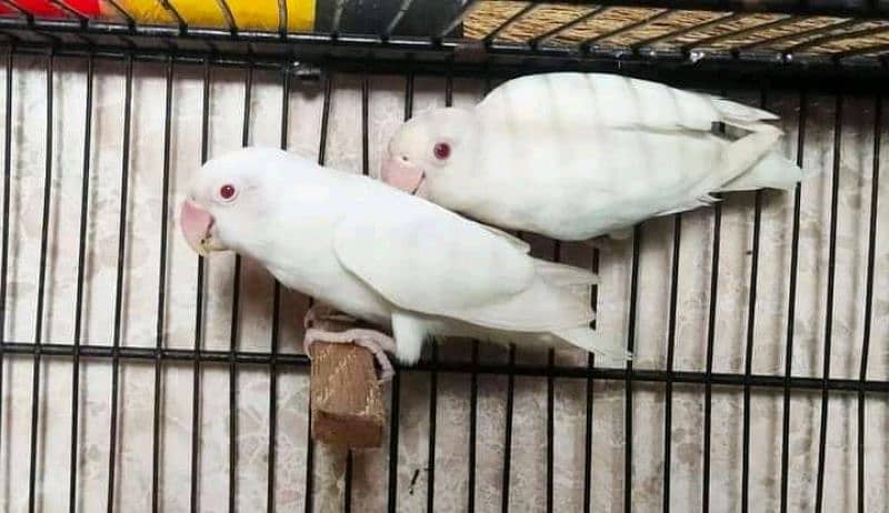 love birds parrots Albino blue green Latino and cages 6