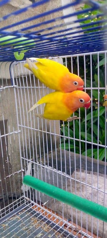 love birds parrots Albino blue green Latino and cages 7