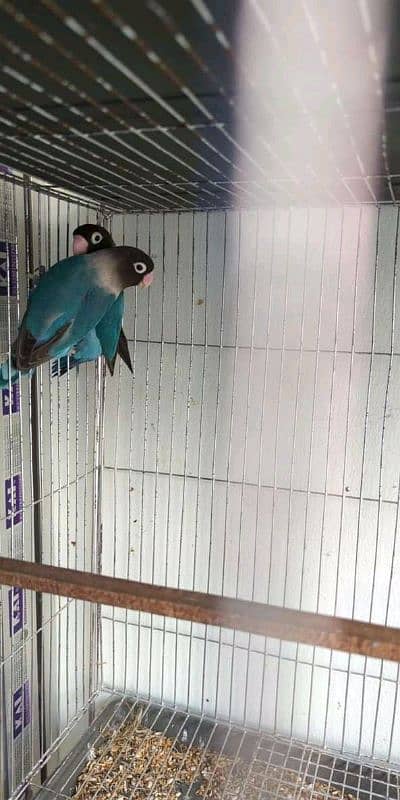 love birds parrots Albino blue green Latino and cages 8