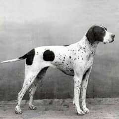 Pointer for Sale 8 months baby (Price on Call)