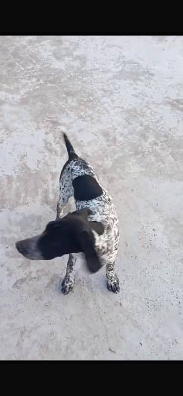 Pointer for Sale 8 months baby (Price on Call) 1