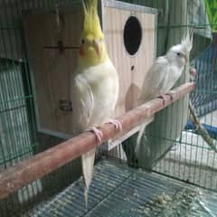 White cockatiel pair for sale about 1 year old