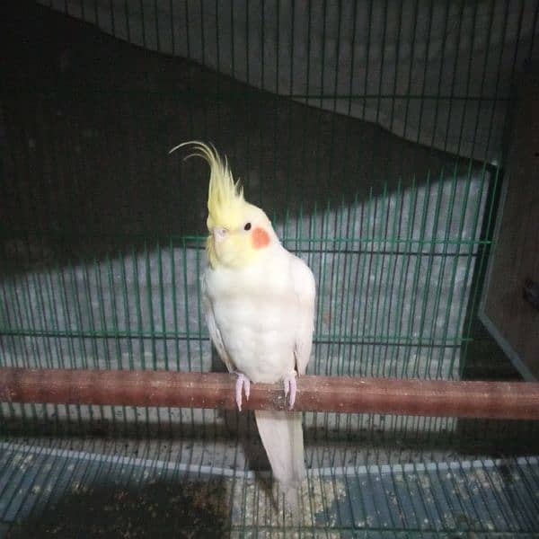 White cockatiel pair for sale about 1 year old 1