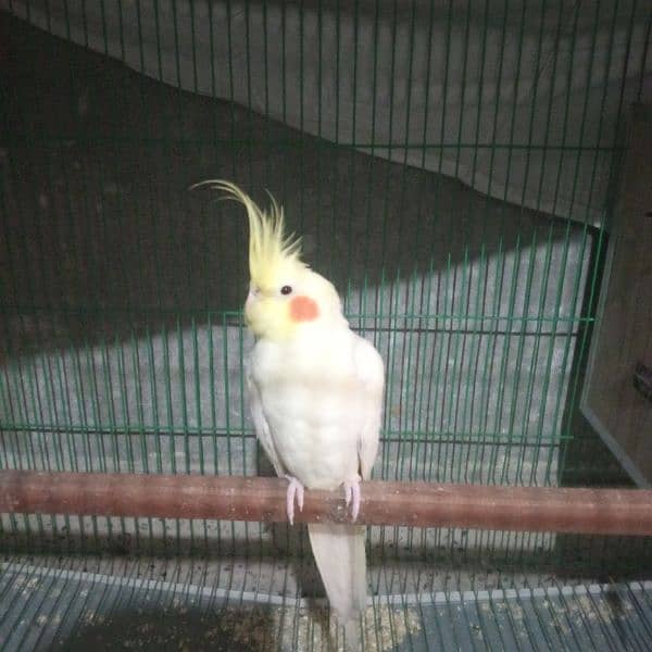 White cockatiel pair for sale about 1 year old 2