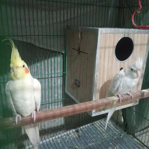 White cockatiel pair for sale about 1 year old 3