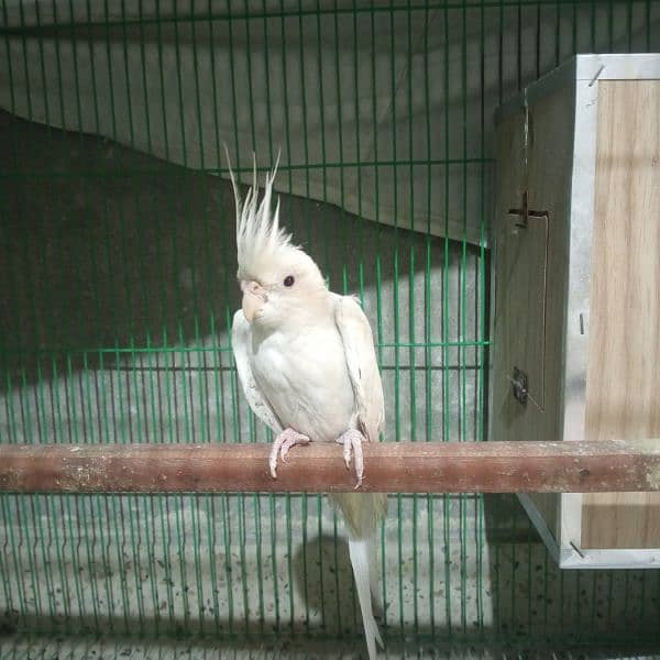 White cockatiel pair for sale about 1 year old 4