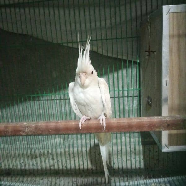 White cockatiel pair for sale about 1 year old 5