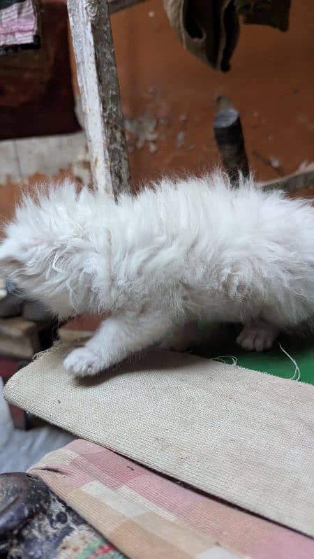 Male Persian Cat 20 days baby 2