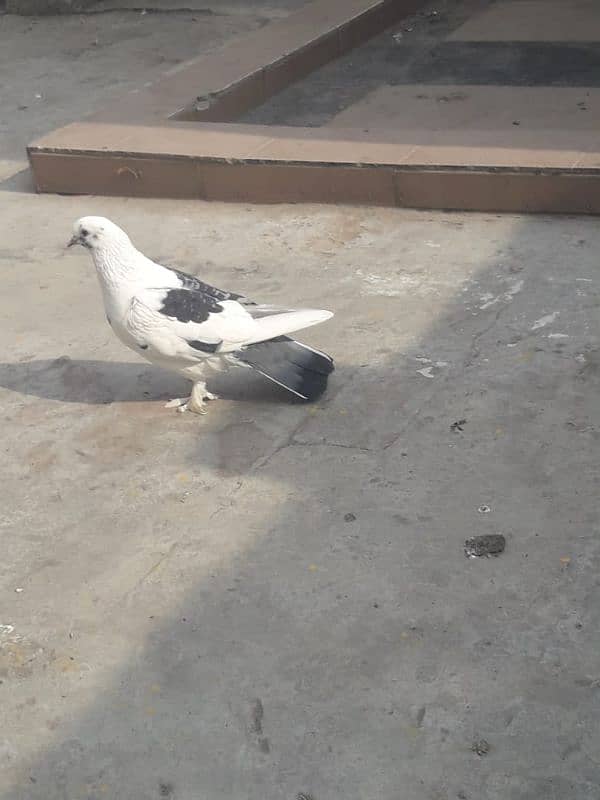 1 pigeon sell 1