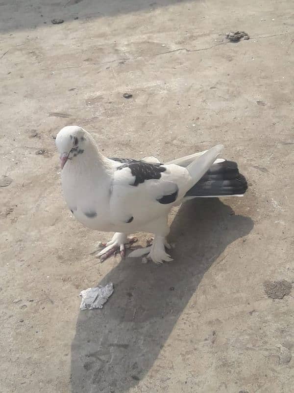 1 pigeon sell 2