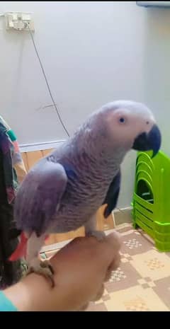 African Gray parrot for sale age 1.5year non dna