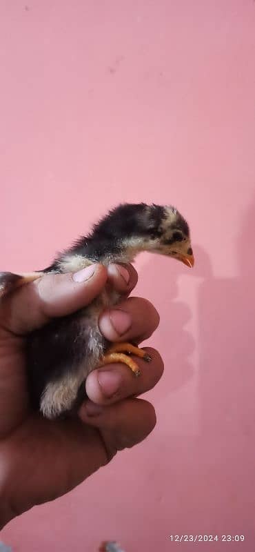 Mushka & Lakha Aseel. Ayam Cemani Chicks Available 2