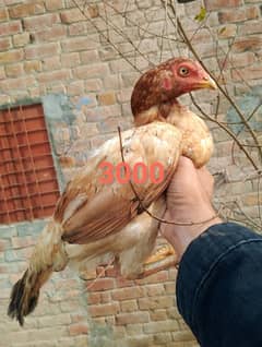 selling home breed bird