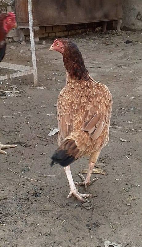 selling home breed bird 10