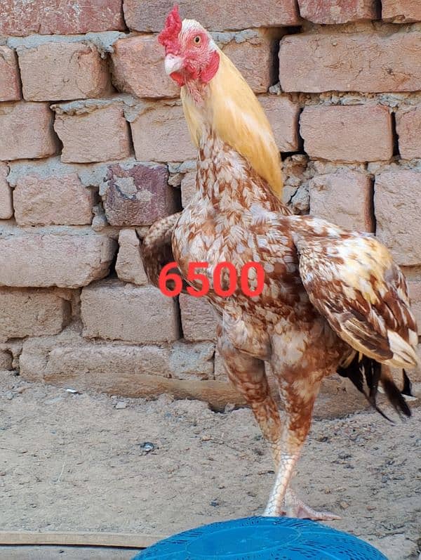 selling home breed bird 11