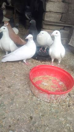 sale my pigeons full white