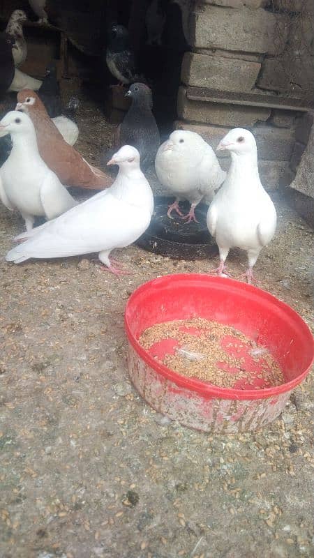 sale my pigeons full white 0