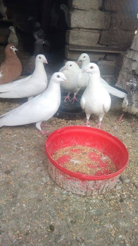 sale my pigeons full white 1