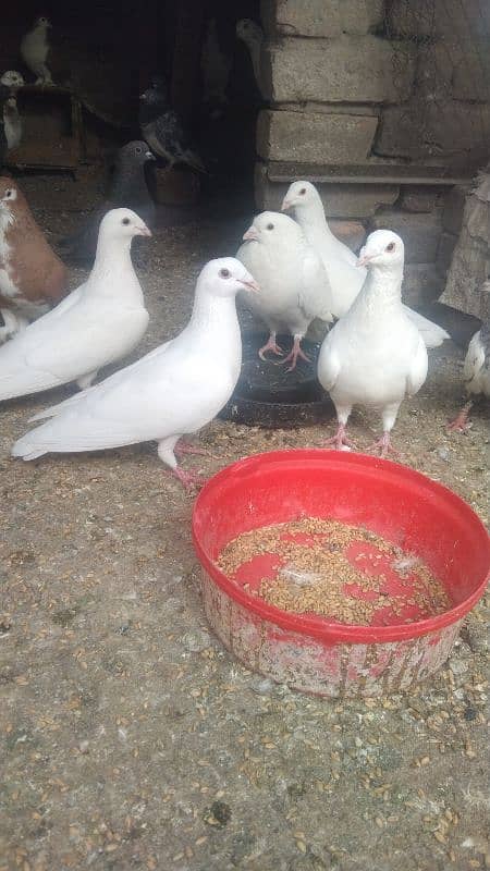 sale my pigeons full white 2