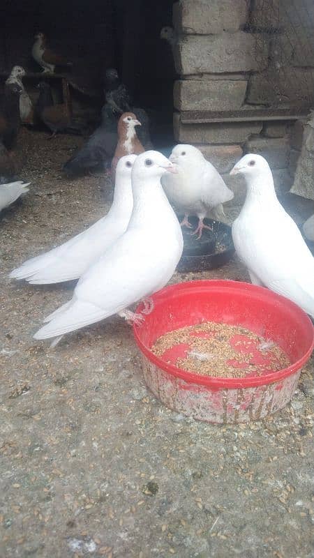 sale my pigeons full white 3