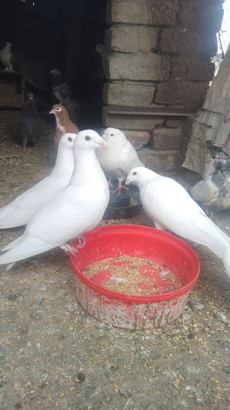 sale my pigeons full white 4